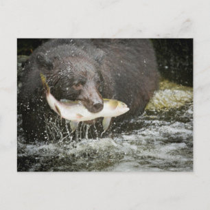USA, Alaska, Anan Creek. Närbild på svartbjörn Vykort