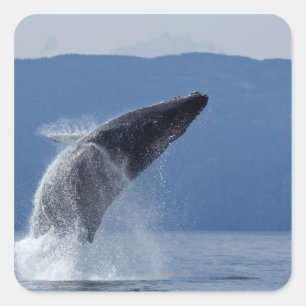 USA, Alaska, Angoon, Humpback Whale (Megaptera) Fyrkantigt Klistermärke