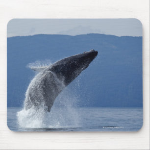USA, Alaska, Angoon, Humpback Whale (Megaptera) Musmatta