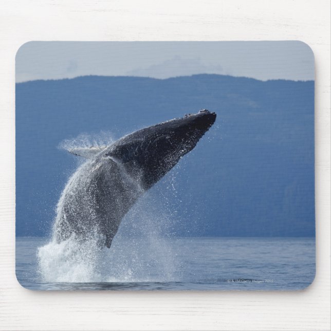 USA, Alaska, Angoon, Humpback Whale (Megaptera) Musmatta (Framsidan)