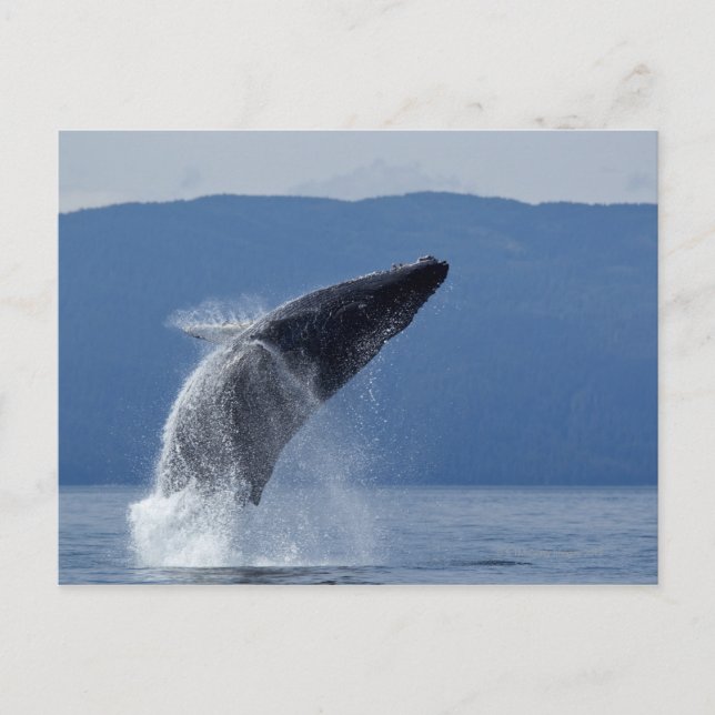 USA, Alaska, Angoon, Humpback Whale (Megaptera) Vykort (Framsida)