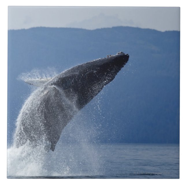 USA Alaska, Angoon, puckelryggval (Megaptera Kakelplatta (Framsidan)