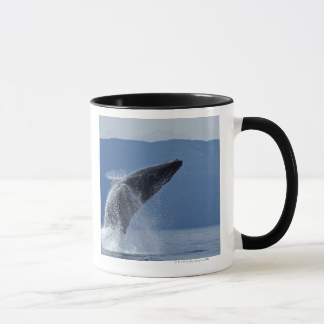 USA Alaska, Angoon, puckelryggval (Megaptera Mugg (Höger)