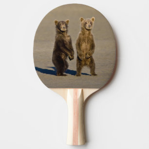 USA. Alaska. Brunbjörn ungar Pingisracket