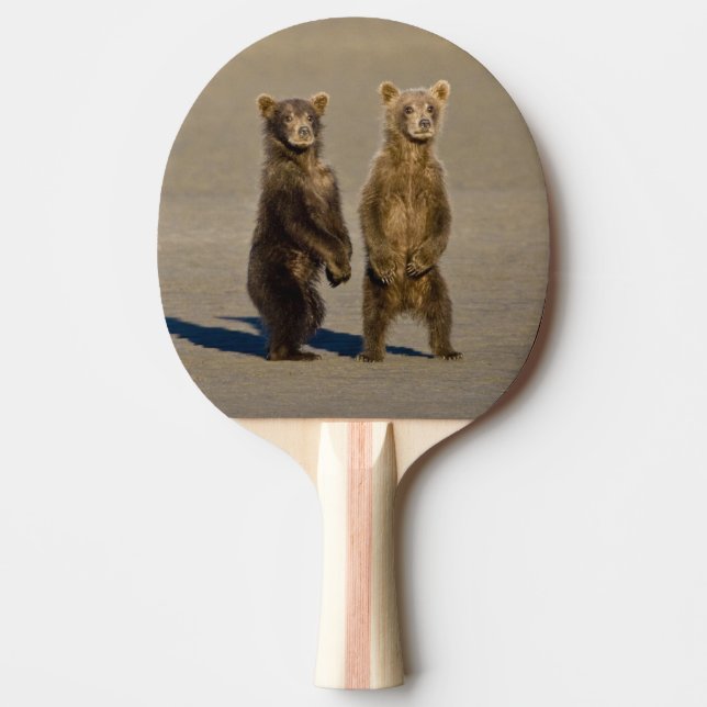 USA. Alaska. Brunbjörn ungar Pingisracket (Framsidan)