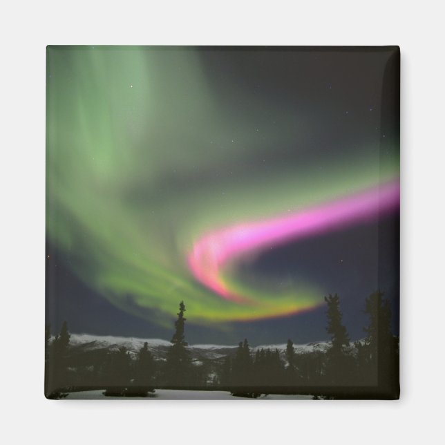 USA, Alaska, Chena Hett Vår. AURORA 2 Magnet (Framsidan)