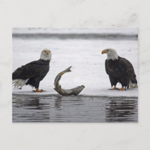 USA, Alaska, Chilkat Bald Eagle Preserve. Par Vykort