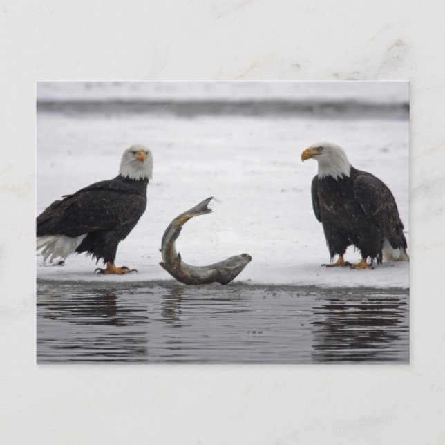 USA, Alaska, Chilkat Bald Eagle Preserve. Par Vykort (Framsida)