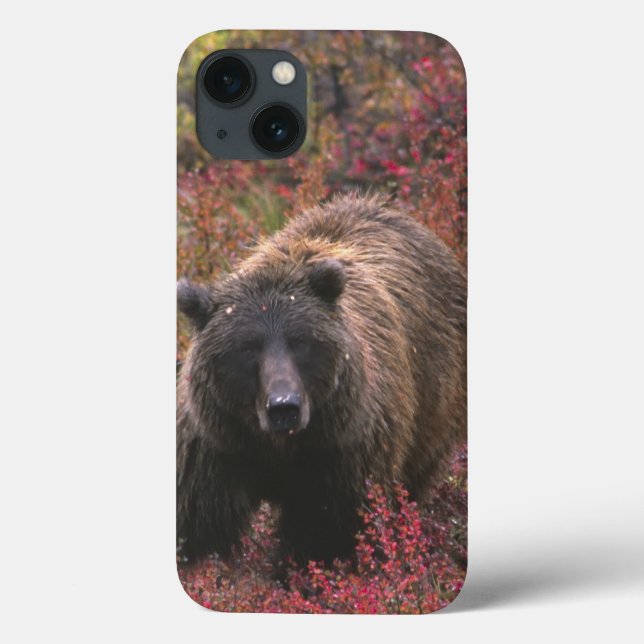 USA, Alaska, Denali National Park. Brunbjörn (Baksida)
