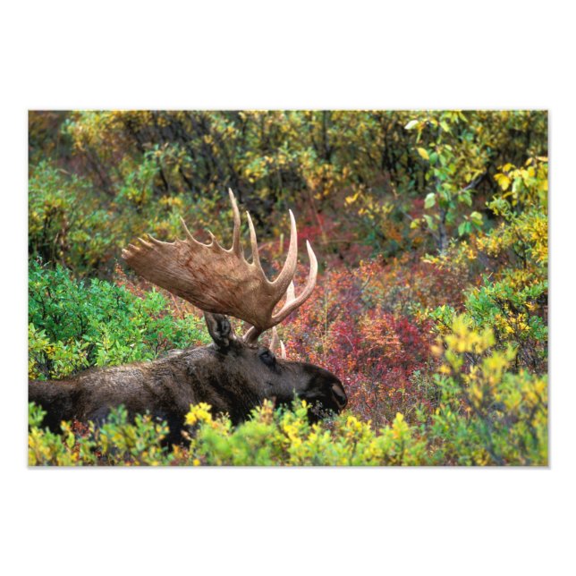 USA, Alaska, Denali National Park, Bull Moose Fototryck (Framsidan)