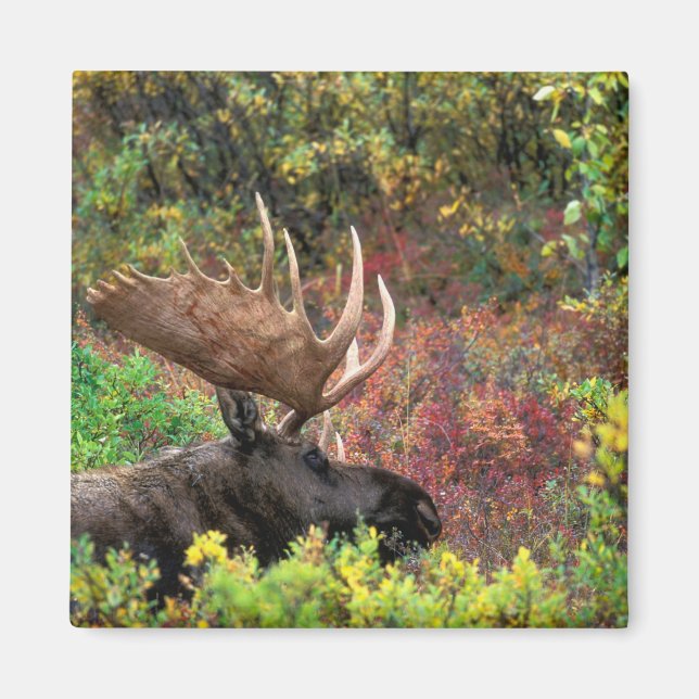 USA, Alaska, Denali National Park, Bull Moose Magnet (Framsidan)