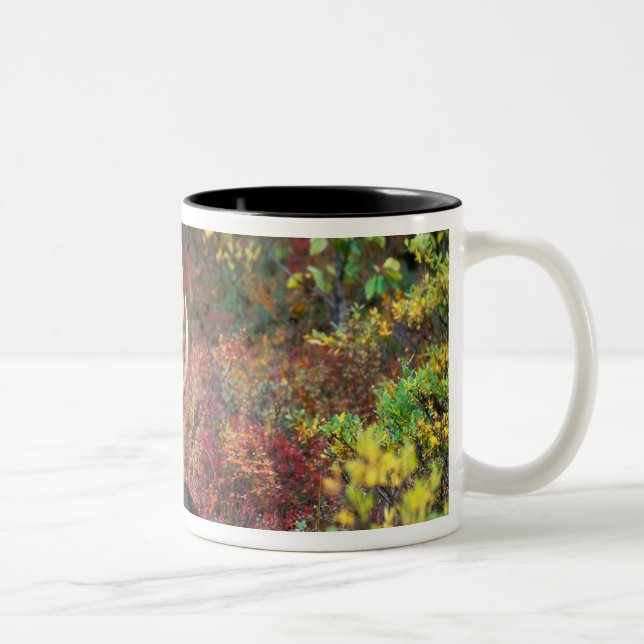 USA, Alaska, Denali National Park, Bull Moose Två-Tonad Mugg (Höger)