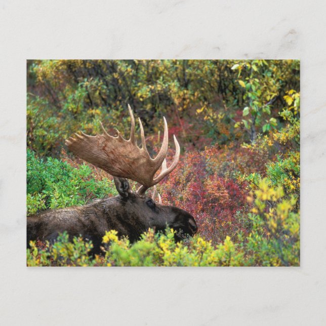 USA, Alaska, Denali National Park, Bull Moose Vykort (Framsida)