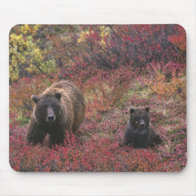 USA, Alaska, Denali National Park. Grizzly björn Musmatta (Framsidan)