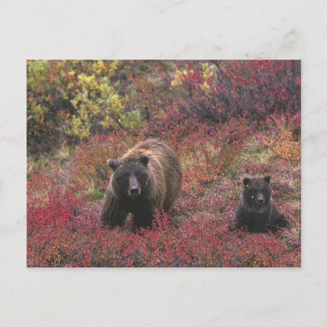USA, Alaska, Denali National Park. Grizzly björn Vykort (Framsida)
