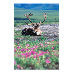 USA, Alaska, Denali National Park, Ren Fototryck