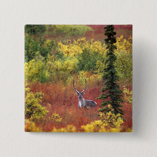USA, Alaska, Denali National Park. Ren Knapp (Framsida)