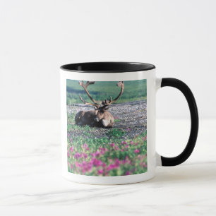 USA, Alaska, Denali National Park, Ren Mugg