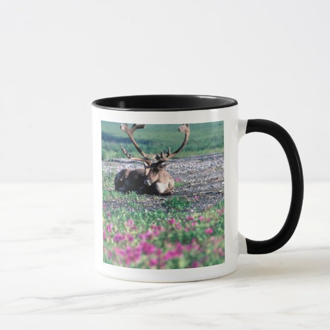 USA, Alaska, Denali National Park, Ren Mugg (Höger)