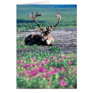 USA, Alaska, Denali National Park, Renar Hälsningskort