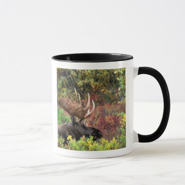 USA, Alaska, Denali National Park, tjurälg Mugg (Höger)