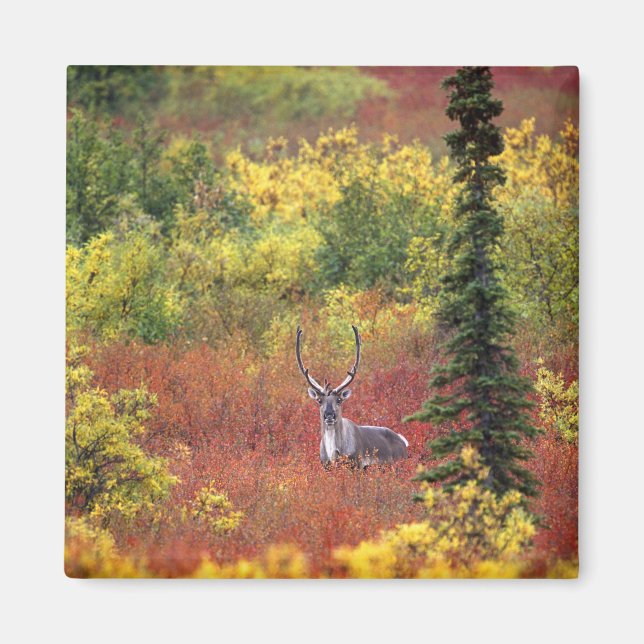 USA, Alaska, Denali National Park. Västindiou Magnet (Framsidan)