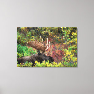 USA, Alaska, Denali nationalpark, Älg Canvastryck