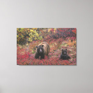 USA, Alaska, Denali nationalpark. Brunbjörn Canvastryck