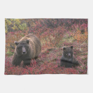 USA, Alaska, Denali nationalpark. Brunbjörn Kökshandduk