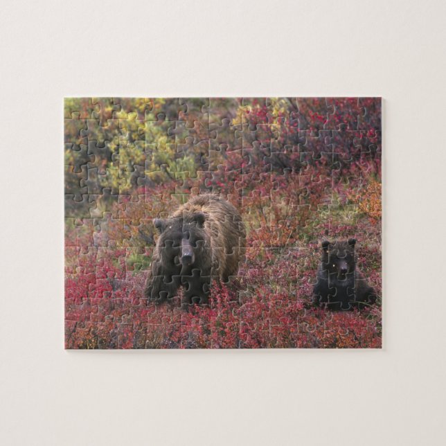 USA, Alaska, Denali nationalpark. Brunbjörn Pussel (Horisontell)
