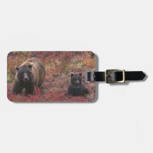 USA, Alaska, Denali nationalpark. Grizzlybjörn Bagagebricka