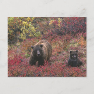USA, Alaska, Denali nationalpark. Grizzlybjörn Vykort
