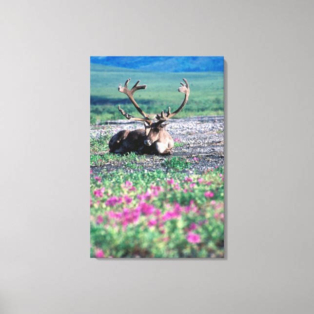 USA, Alaska, Denali nationalpark, Ren Canvastryck (Framsida)