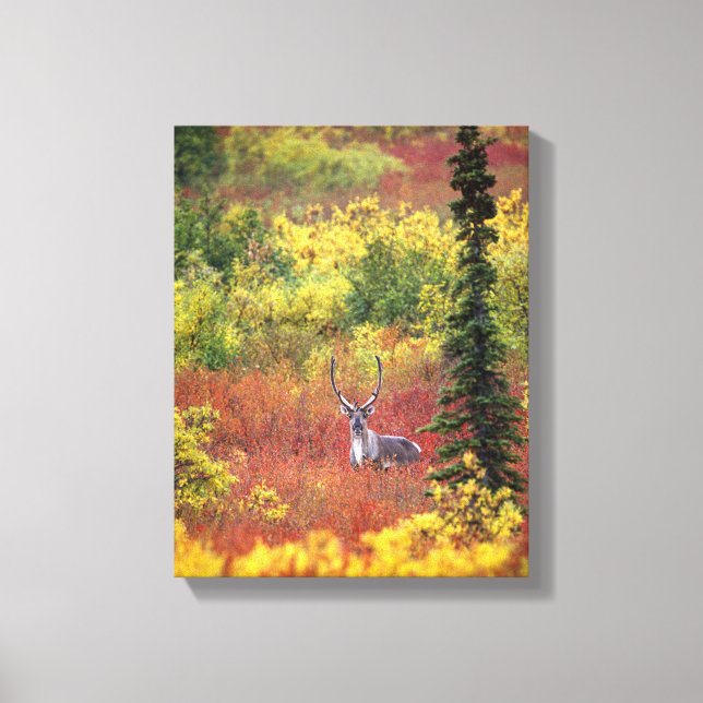 USA, Alaska, Denali nationalpark. Ren Canvastryck (Framsida)