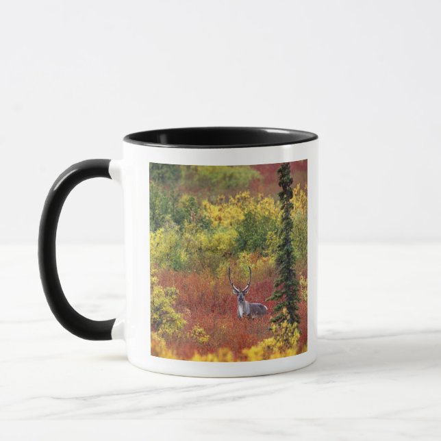USA, Alaska, Denali nationalpark. Ren Mugg (Vänster)