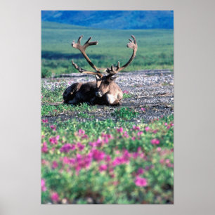 USA, Alaska, Denali nationalpark, Ren Poster