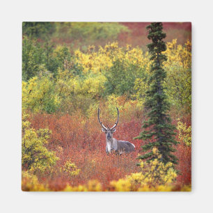 USA, Alaska, Denali nationalpark. Renar Magnet
