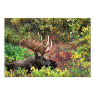 USA, Alaska, Denali nationalpark, tjurko Fototryck