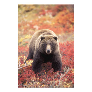 USA, Alaska, Denali NP, hon-grizzlybjörn Fototryck