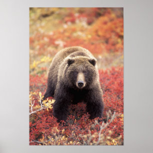 USA, Alaska, Denali NP, hon-grizzlybjörn Poster