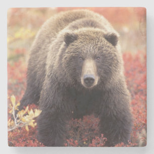 USA, Alaska, Denali NP, honfärgad grizzlybjörn Underlägg Sten