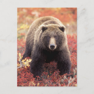 USA Alaska, Denali NP, kvinnlig Grizzlybjörn Vykort