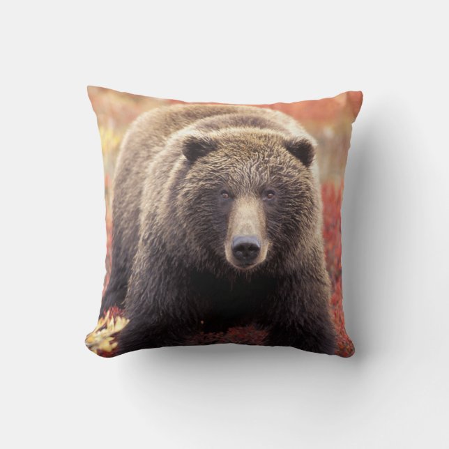 USA, Alaska, Denali NP, Women Grizzly Bear Kudde (Framsida)