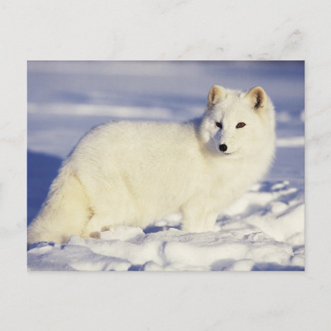 USA, Alaska. Fjällräv i vinterdräkt Vykort (Framsida)
