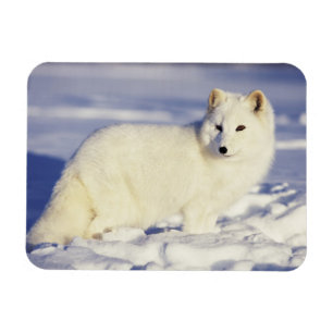 USA, Alaska. Fjällräv i vinterpäls Magnet