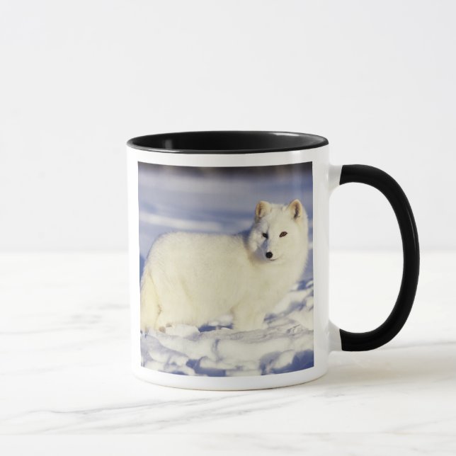 USA, Alaska. Fjällräv i vinterpäls Mugg (Höger)