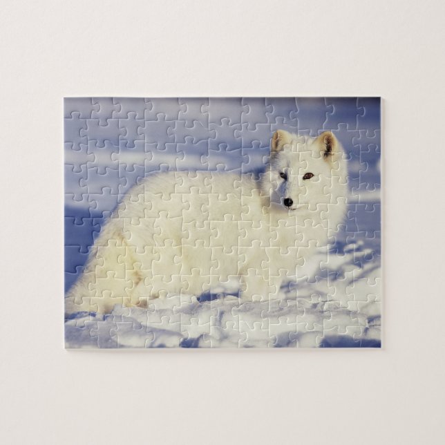 USA, Alaska. Fjällräv i vinterpäls Pussel (Horisontell)