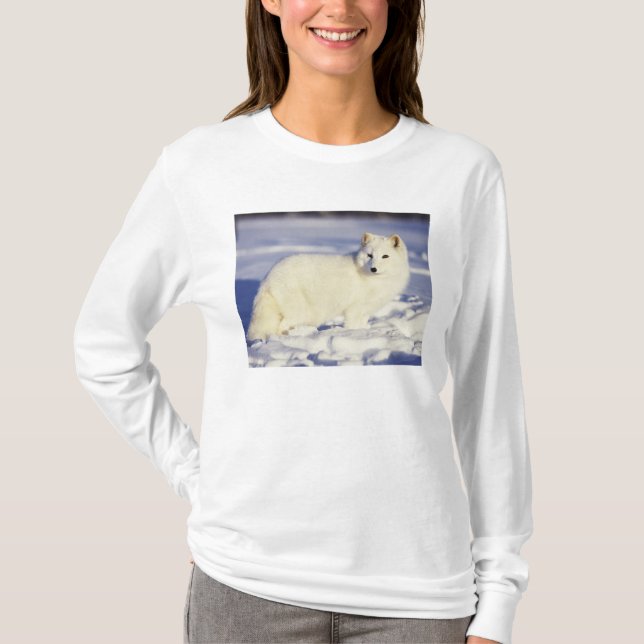 USA, Alaska. Fjällräv i vinterpäls Tee Shirt (Framsida)