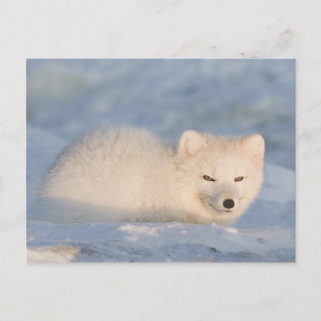 USA, Alaska, Fox Vykort (Framsida)