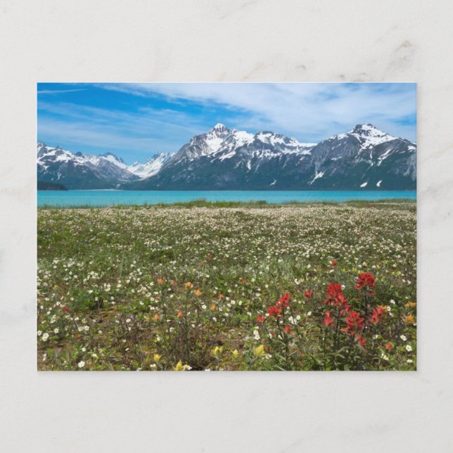 USA, Alaska, Glacier Bay National Park 2 Vykort (Framsida)